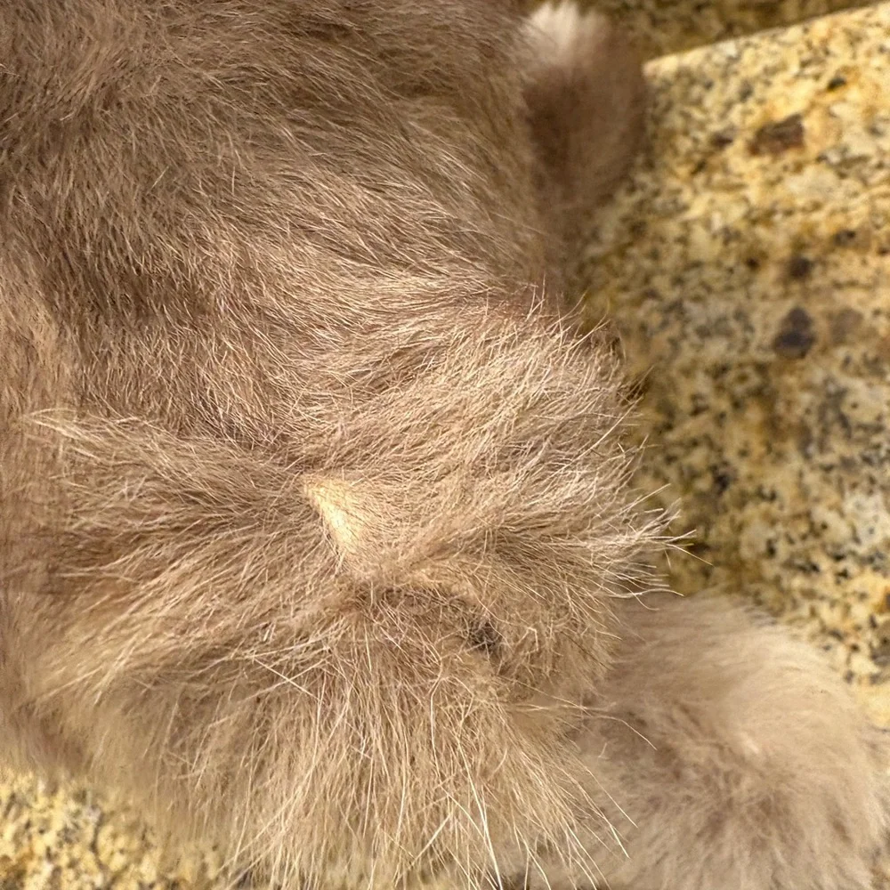 Vintage Stuffed Koala Bear made in Australia Real Kangaroo Fur Appx 15” Souvenir - Picture 7 of 13